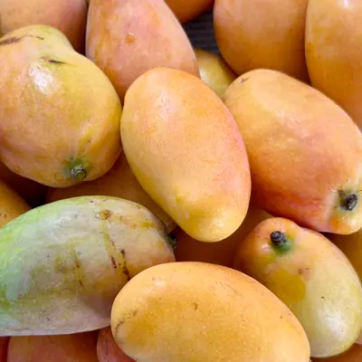 Alphonso Mangoes (1 dozen)